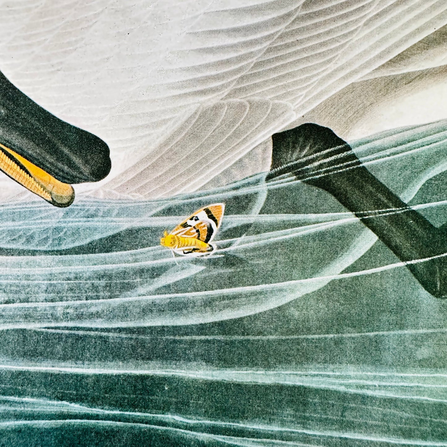 1950s - 1960s Mid-Century Audubon 17 by 14 Original Trumpeter Swan Art Print Wall Hanging