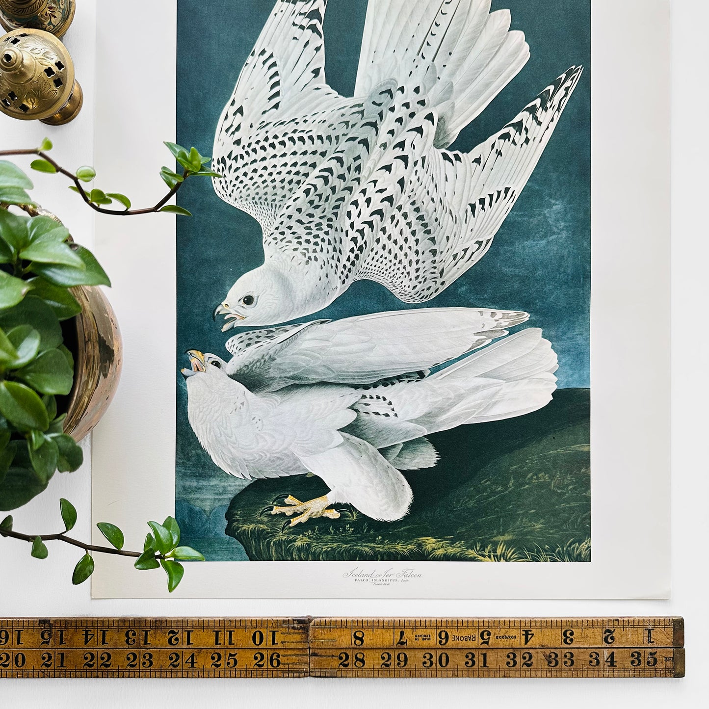 1950s - 1960s Mid-Century Audubon 17 by 14 Original Iceland or Jer Falcon Art Print Wall Hanging