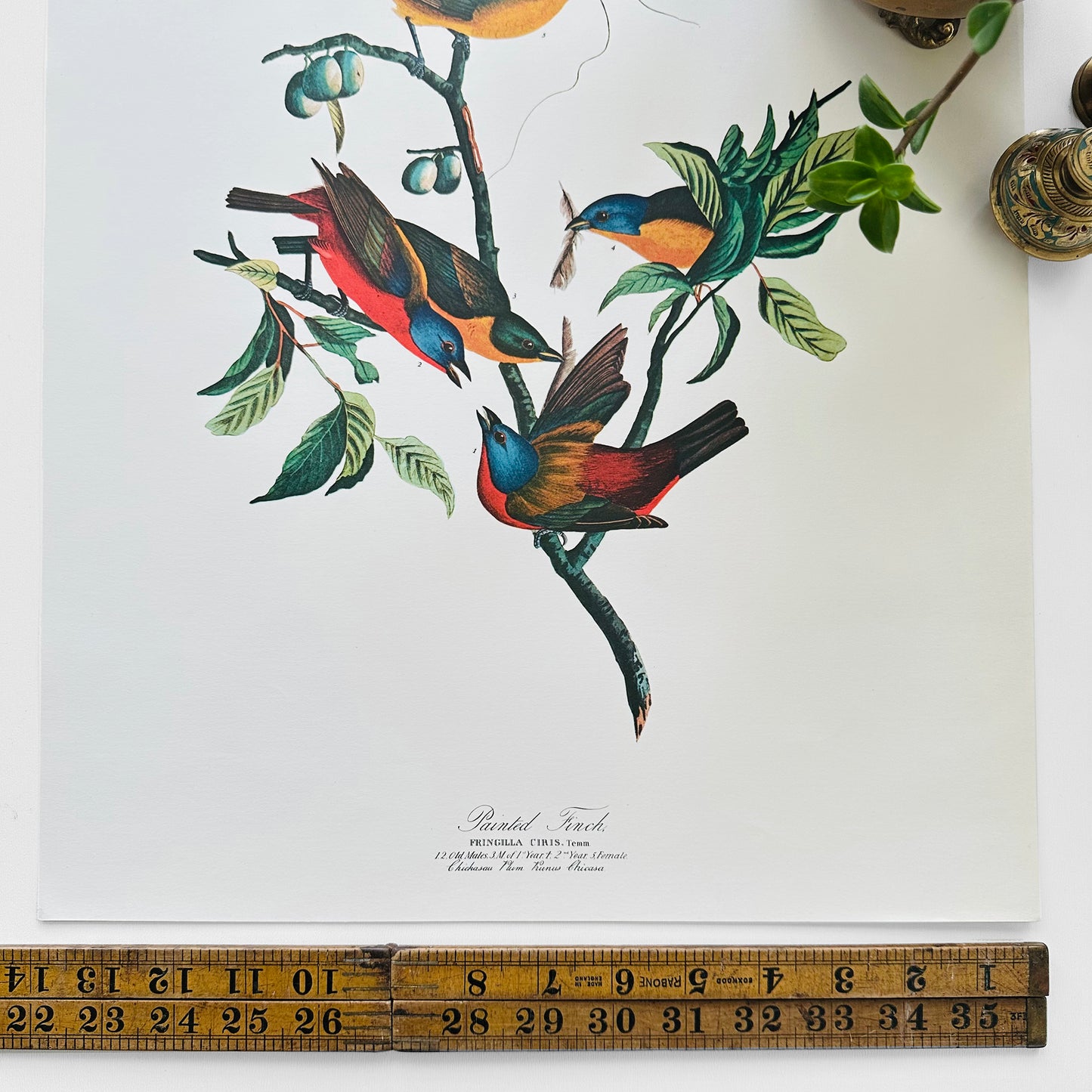 1950s - 1960s Mid-Century Audubon 17 by 14 Original Painted Finch Art Print Wall Hanging