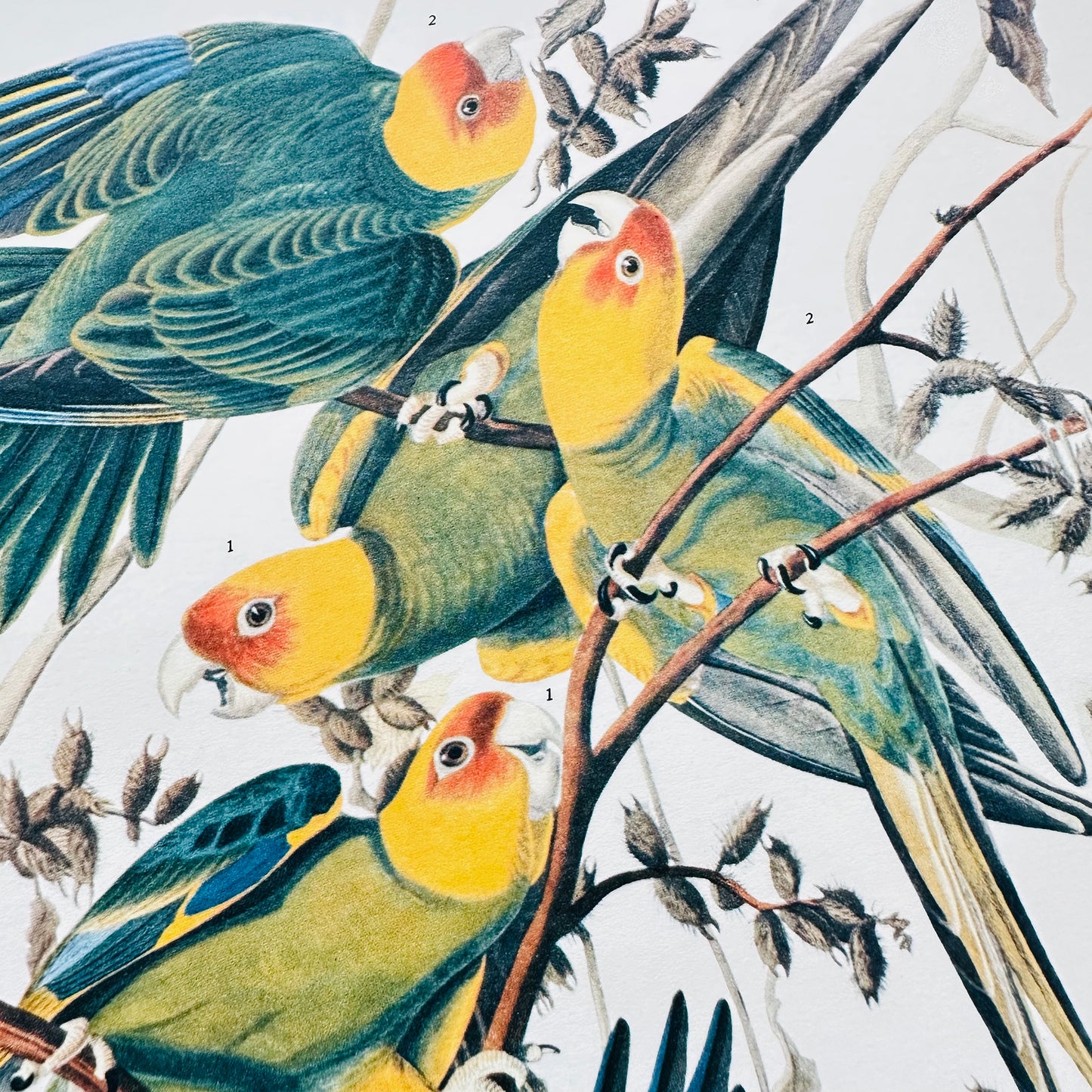 1950s - 1960s Mid-Century Audubon 17 by 14 Original Carolina Parrot Art Print Wall Hanging