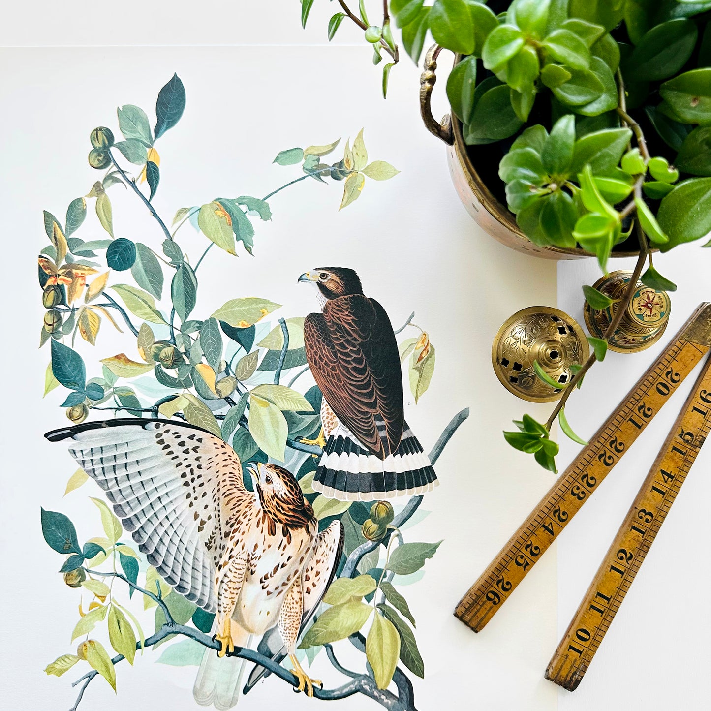 Vintage Mid-Century Audubon 17 by 14 Original Broad-winged Hawk Art Print Wall Hanging