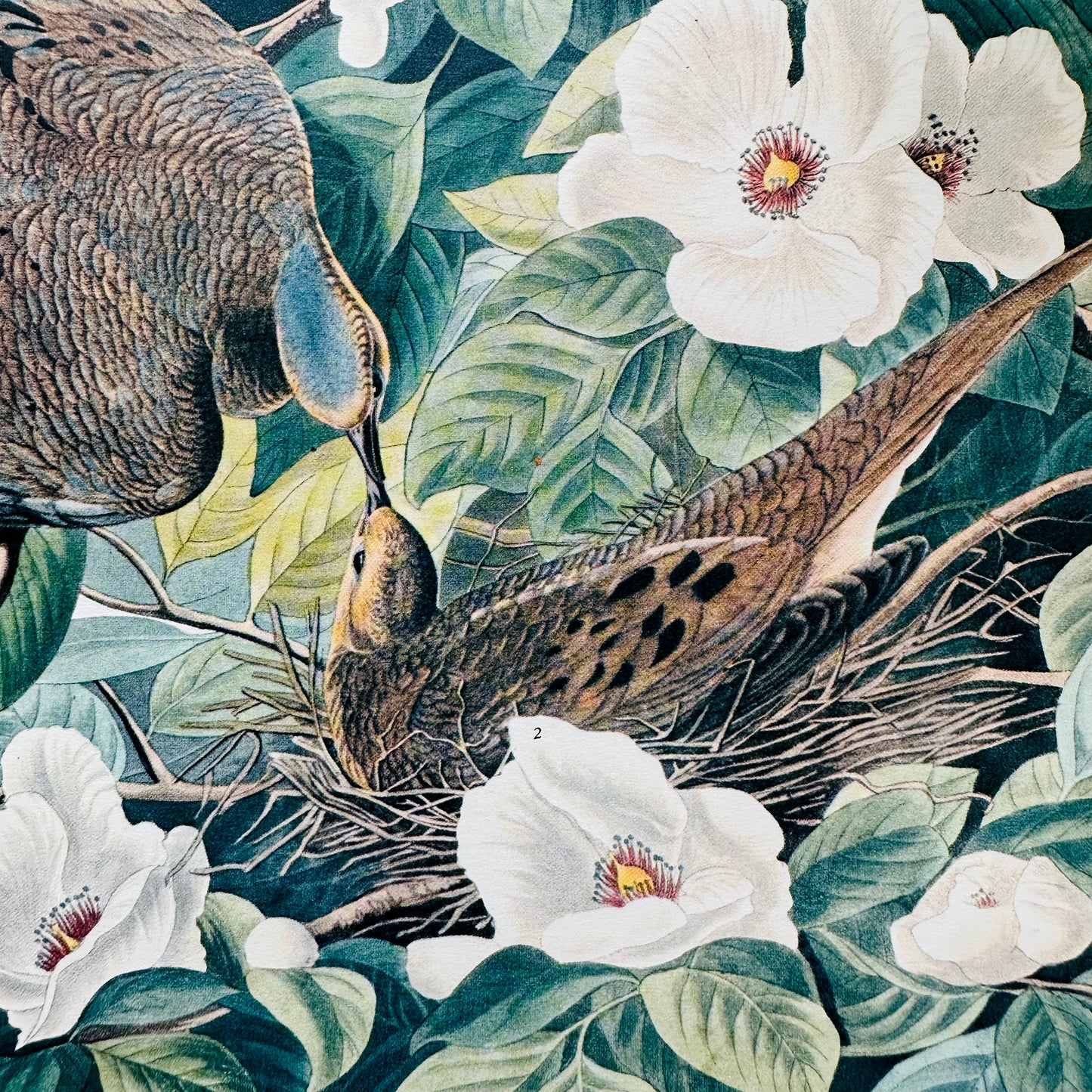 Vintage 1950s - 1960s John James Audubon's "Carolina Turtle Dove" 14 by 17 lithograph from The Birds of America