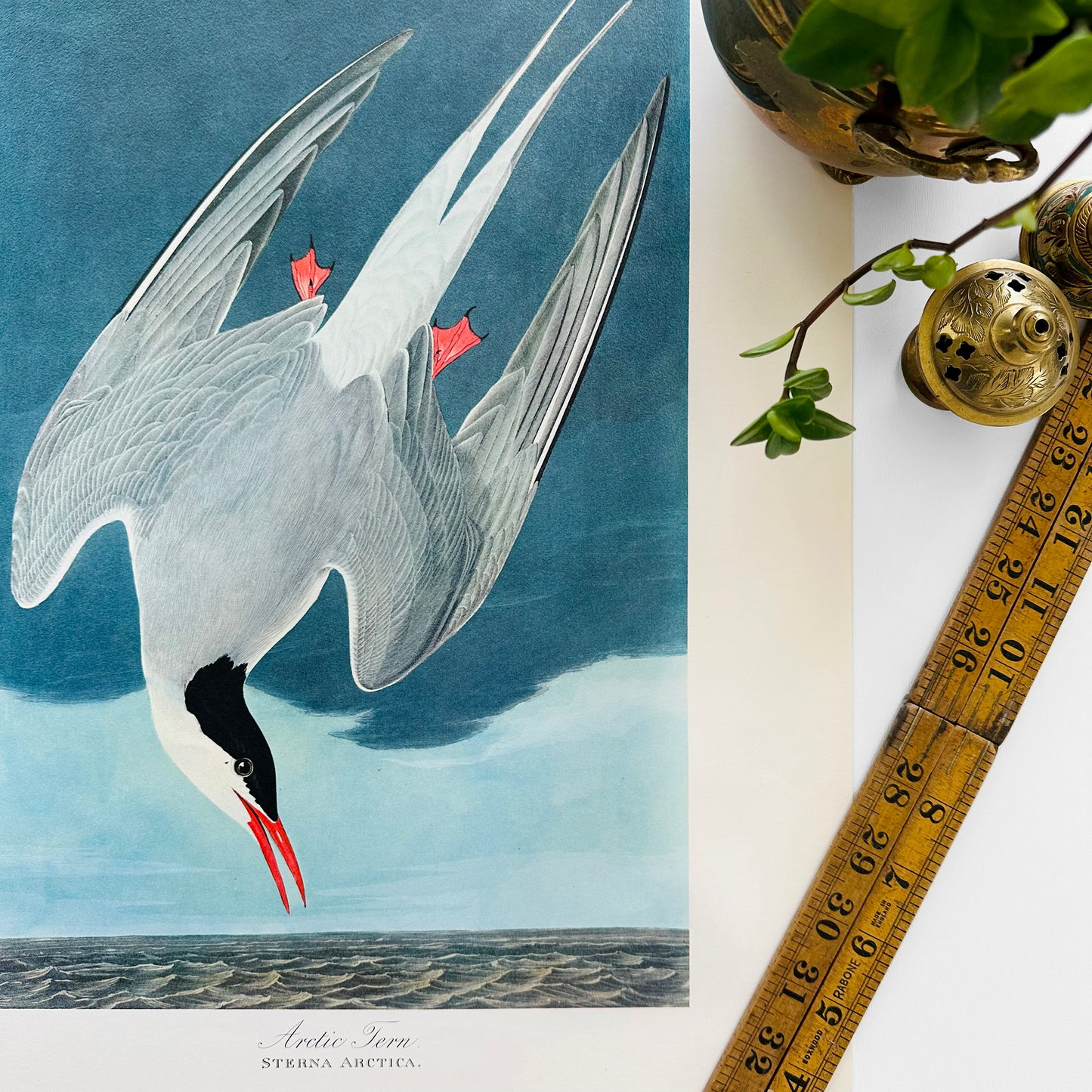 1950s - 1960s Mid-Century Audubon 17 by 14 Original Art Print Arctic Fern Wall Hanging