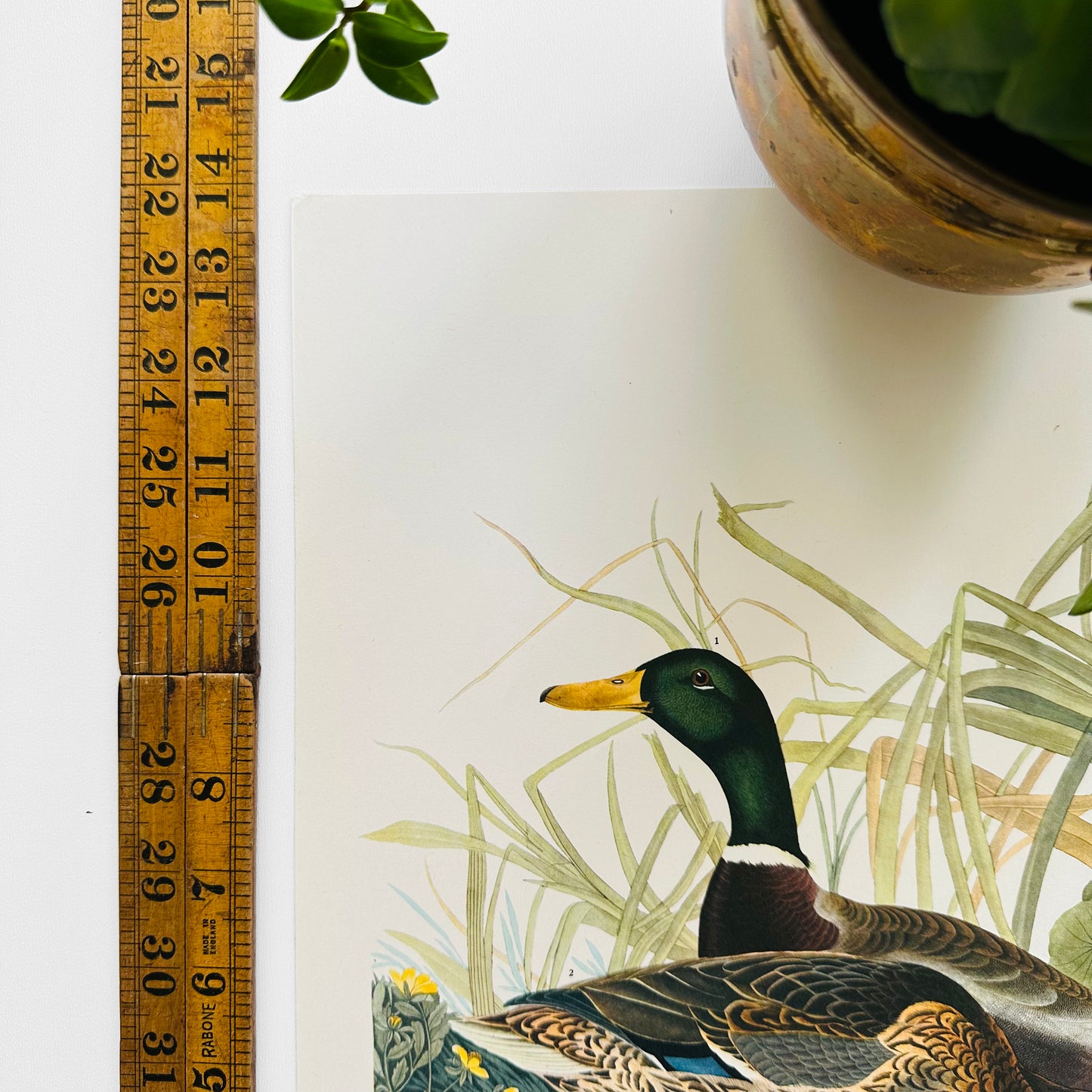 1950s - 1960s Mid-Century Audubon 17 by 14 Original Mallard Duck Art Print Wall Hanging