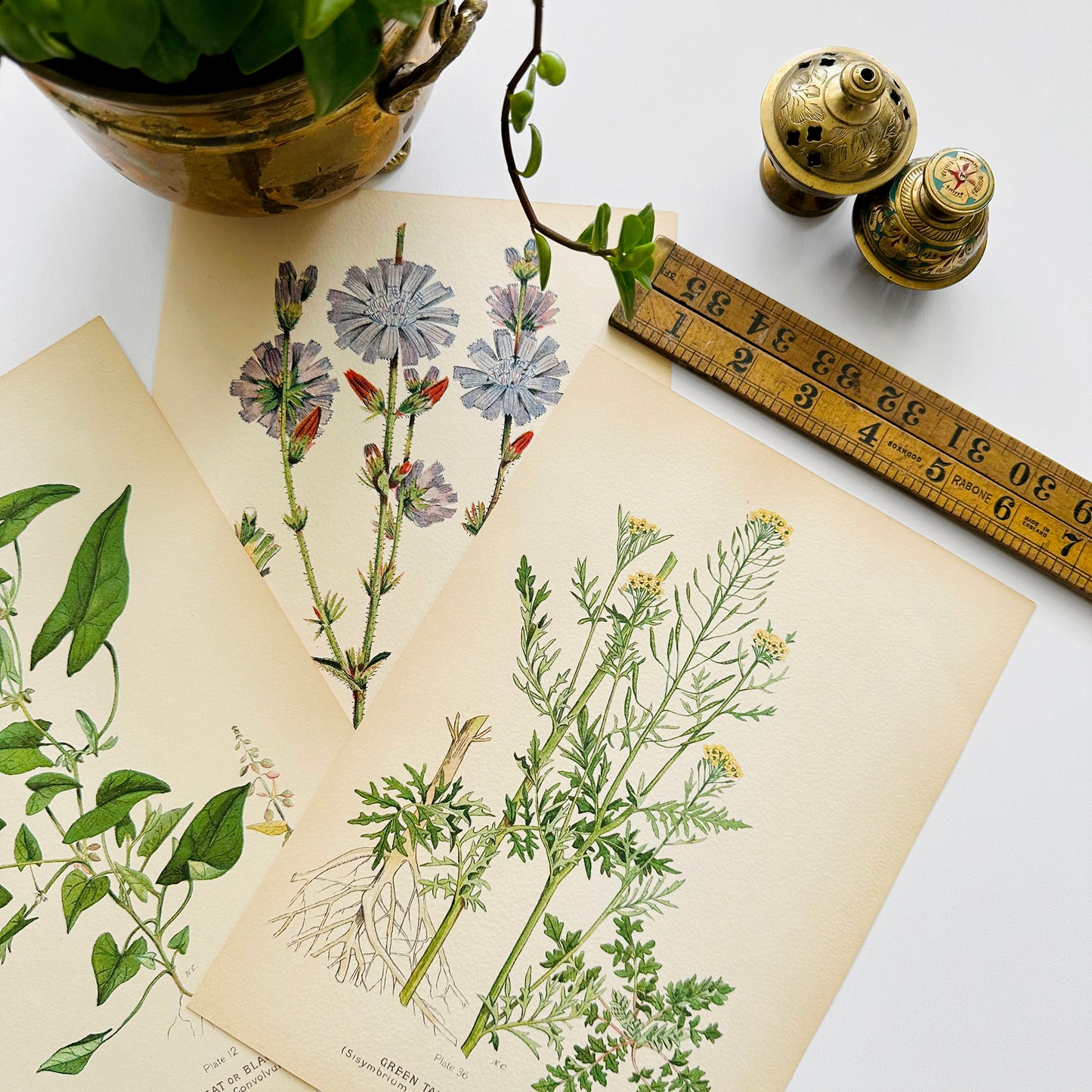 1909 Farm Weeds of Canada Floral 7 by 10 Bookplate Wall Hangings Set of Three