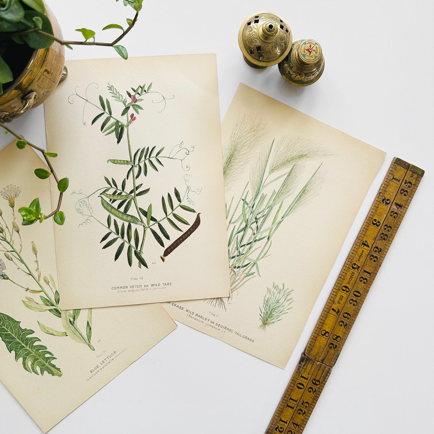 1909 Farm Weeds of Canada Floral 7 by 10 Bookplate Wall Hangings Set of Three