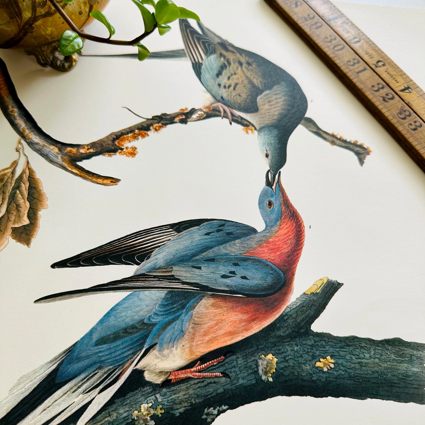 1950s - 1960s Mid-Century Audubon 17 by 14 Original Passenger Pigeon Art Print Wall Hanging