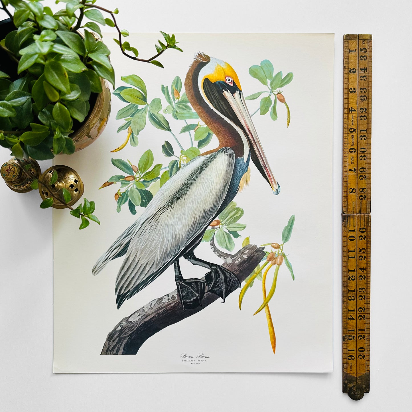 1950s - 1960s Mid-Century Audubon 17 by 14 Original Brown Pelican Art Print Wall Hanging