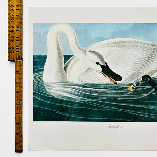 1950s - 1960s Mid-Century Audubon 17 by 14 Original Trumpeter Swan Art Print Wall Hanging