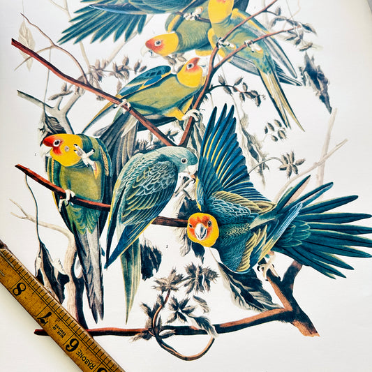 1950s - 1960s Mid-Century Audubon 17 by 14 Original Carolina Parrot Art Print Wall Hanging