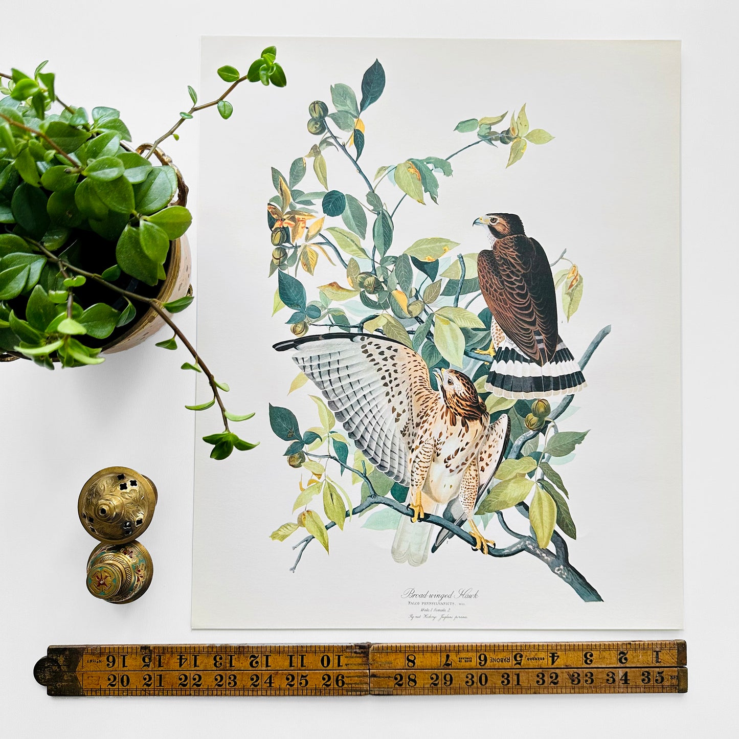 Vintage Mid-Century Audubon 17 by 14 Original Broad-winged Hawk Art Print Wall Hanging