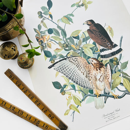 1950s - 1960s Mid-Century Audubon 17 by 14 Original Broad-winged Hawk Art Print Wall Hanging