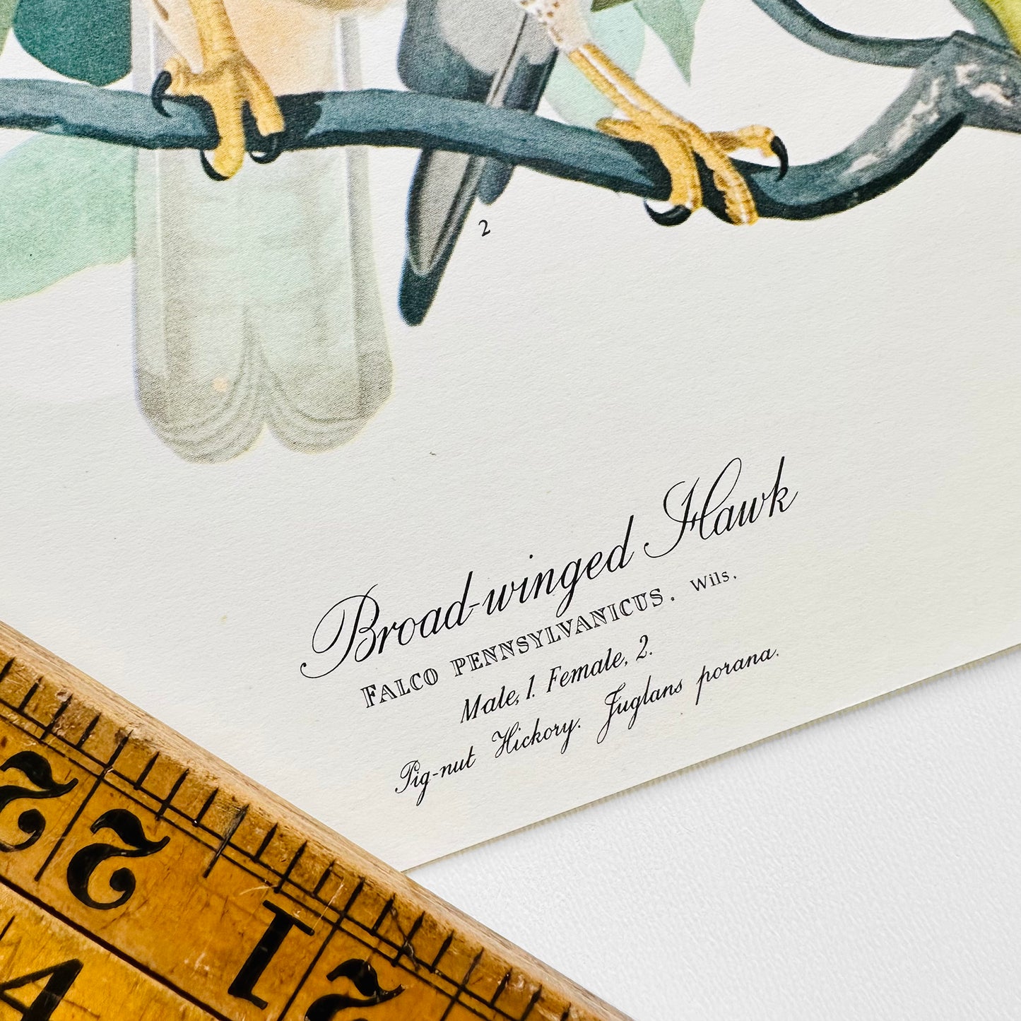 Vintage Mid-Century Audubon 17 by 14 Original Broad-winged Hawk Art Print Wall Hanging