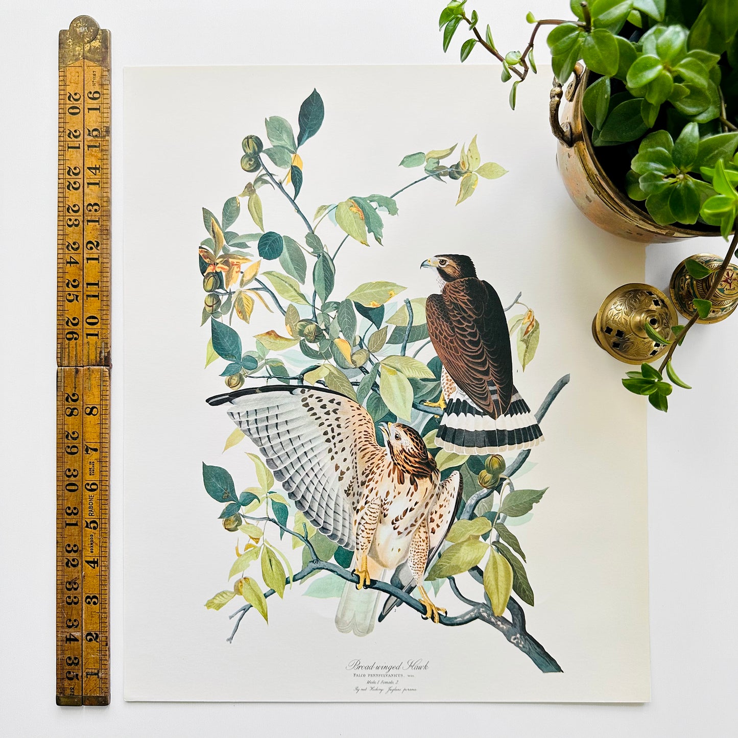 Vintage Mid-Century Audubon 17 by 14 Original Broad-winged Hawk Art Print Wall Hanging