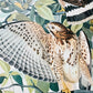 Vintage Mid-Century Audubon 17 by 14 Original Broad-winged Hawk Art Print Wall Hanging