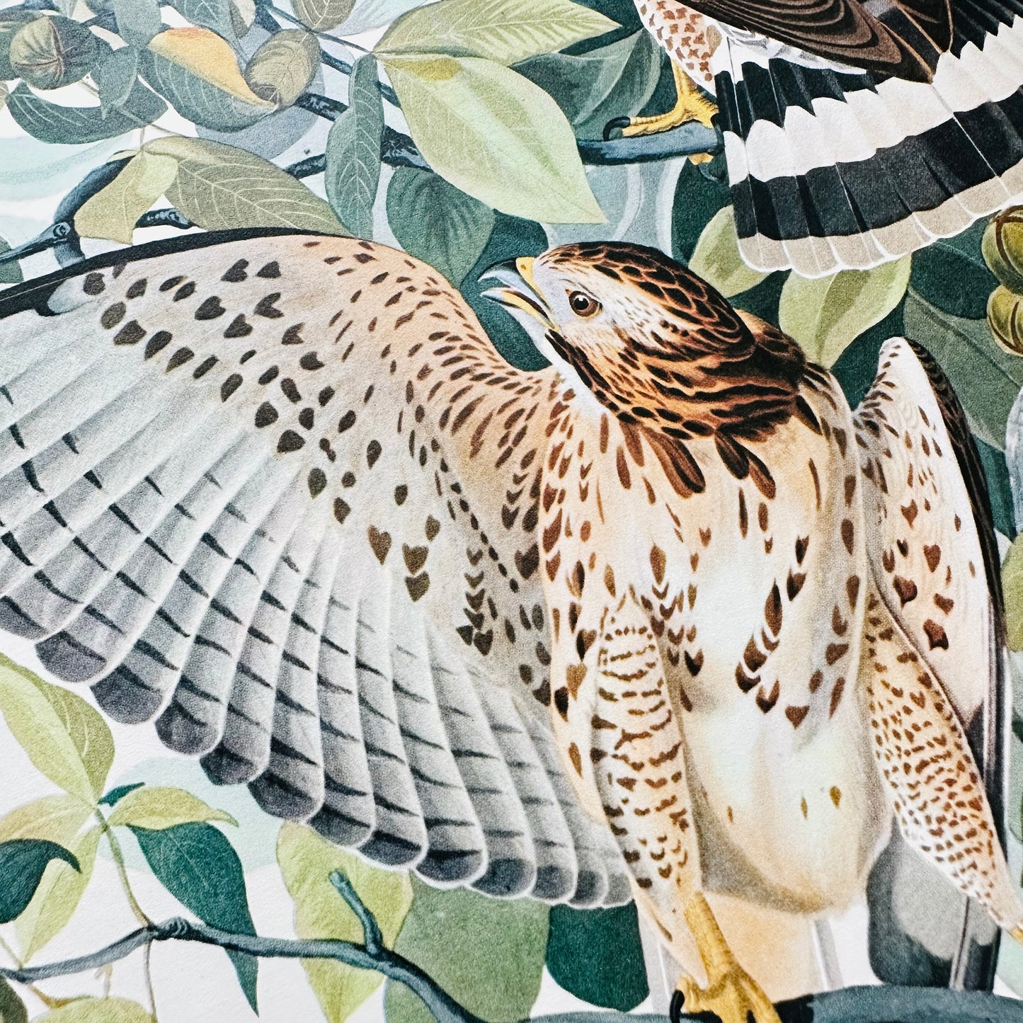 Vintage Mid-Century Audubon 17 by 14 Original Broad-winged Hawk Art Print Wall Hanging