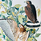 Vintage Mid-Century Audubon 17 by 14 Original Broad-winged Hawk Art Print Wall Hanging