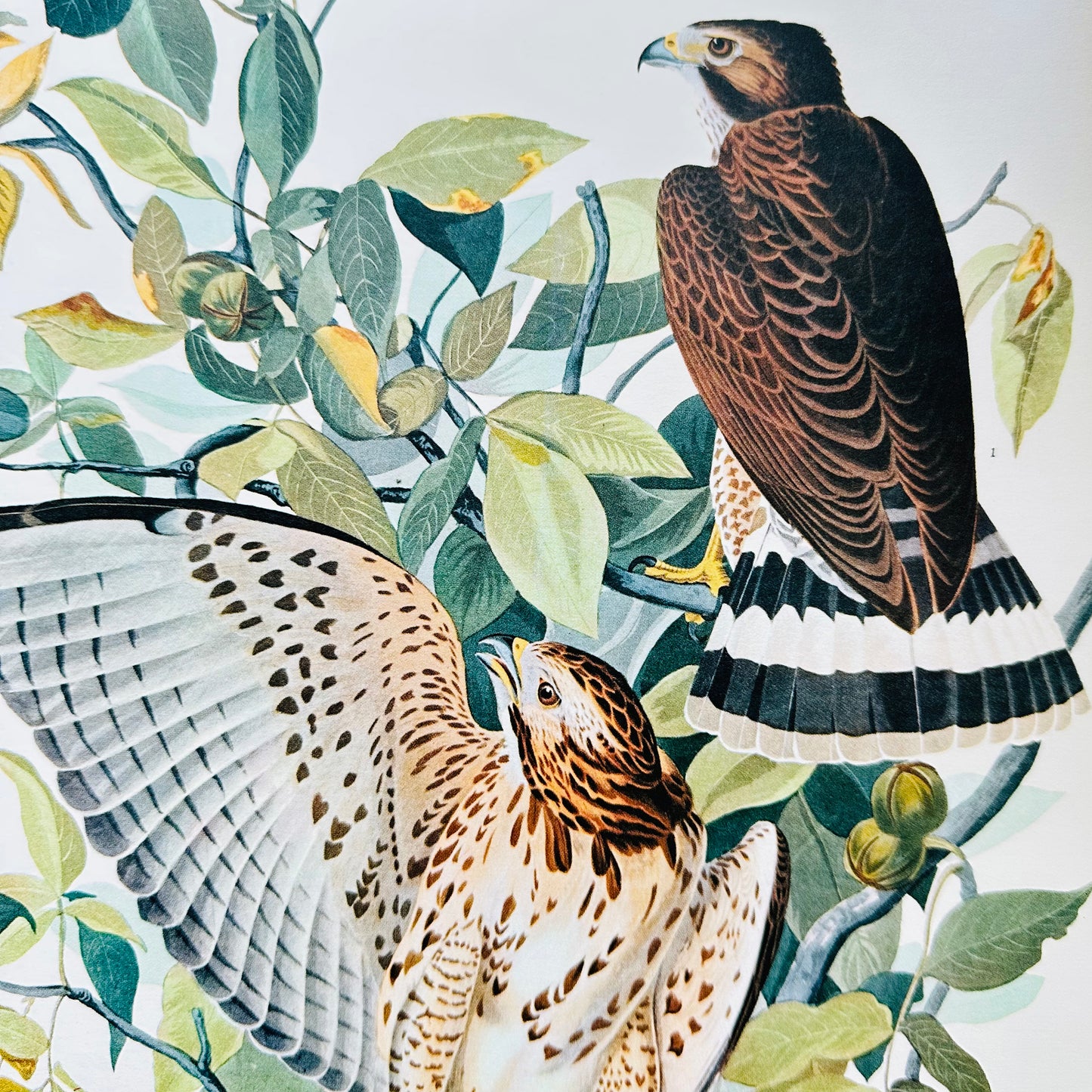 Vintage Mid-Century Audubon 17 by 14 Original Broad-winged Hawk Art Print Wall Hanging
