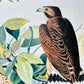 Vintage Mid-Century Audubon 17 by 14 Original Broad-winged Hawk Art Print Wall Hanging