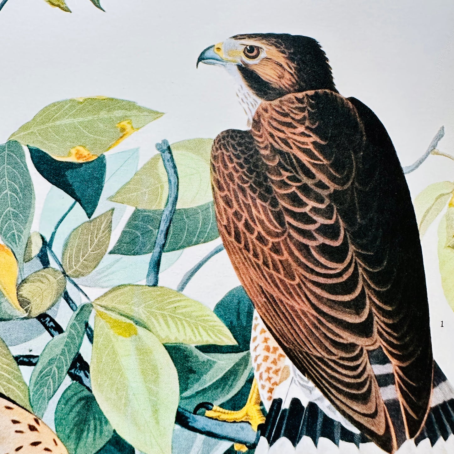 Vintage Mid-Century Audubon 17 by 14 Original Broad-winged Hawk Art Print Wall Hanging
