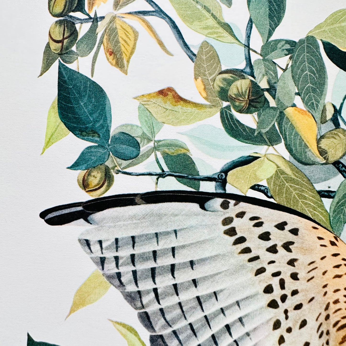 Vintage Mid-Century Audubon 17 by 14 Original Broad-winged Hawk Art Print Wall Hanging