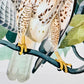 Vintage Mid-Century Audubon 17 by 14 Original Broad-winged Hawk Art Print Wall Hanging