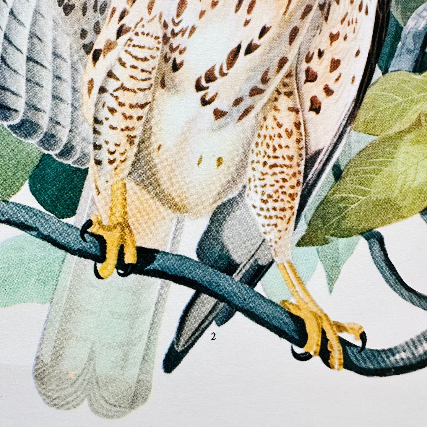 Vintage Mid-Century Audubon 17 by 14 Original Broad-winged Hawk Art Print Wall Hanging