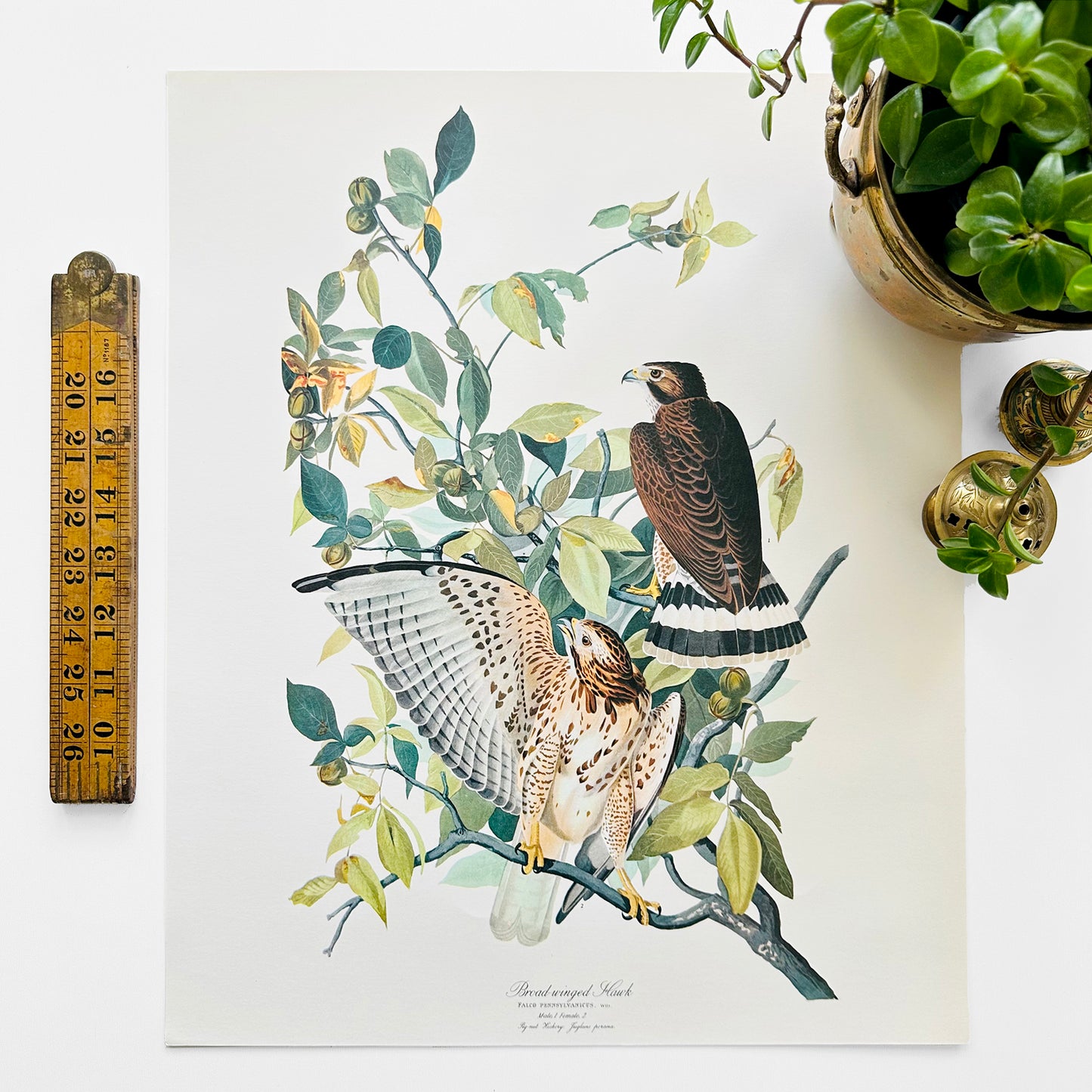 Vintage Mid-Century Audubon 17 by 14 Original Broad-winged Hawk Art Print Wall Hanging