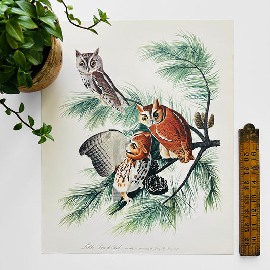 1950s - 1960s Mid-Century Audubon 17 by 14 Original Little Screech Owl Art Print Wall Hanging