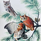 1950s - 1960s Mid-Century Audubon 17 by 14 Original Little Screech Owl Art Print Wall Hanging