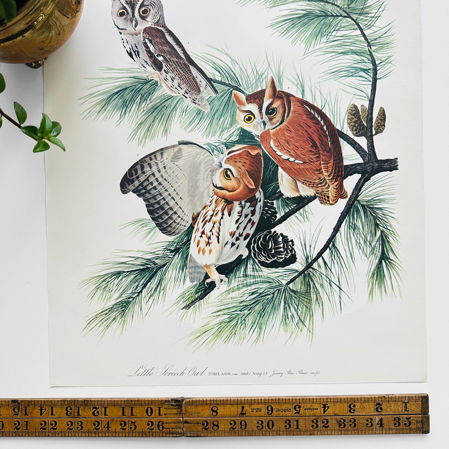 1950s - 1960s Mid-Century Audubon 17 by 14 Original Little Screech Owl Art Print Wall Hanging