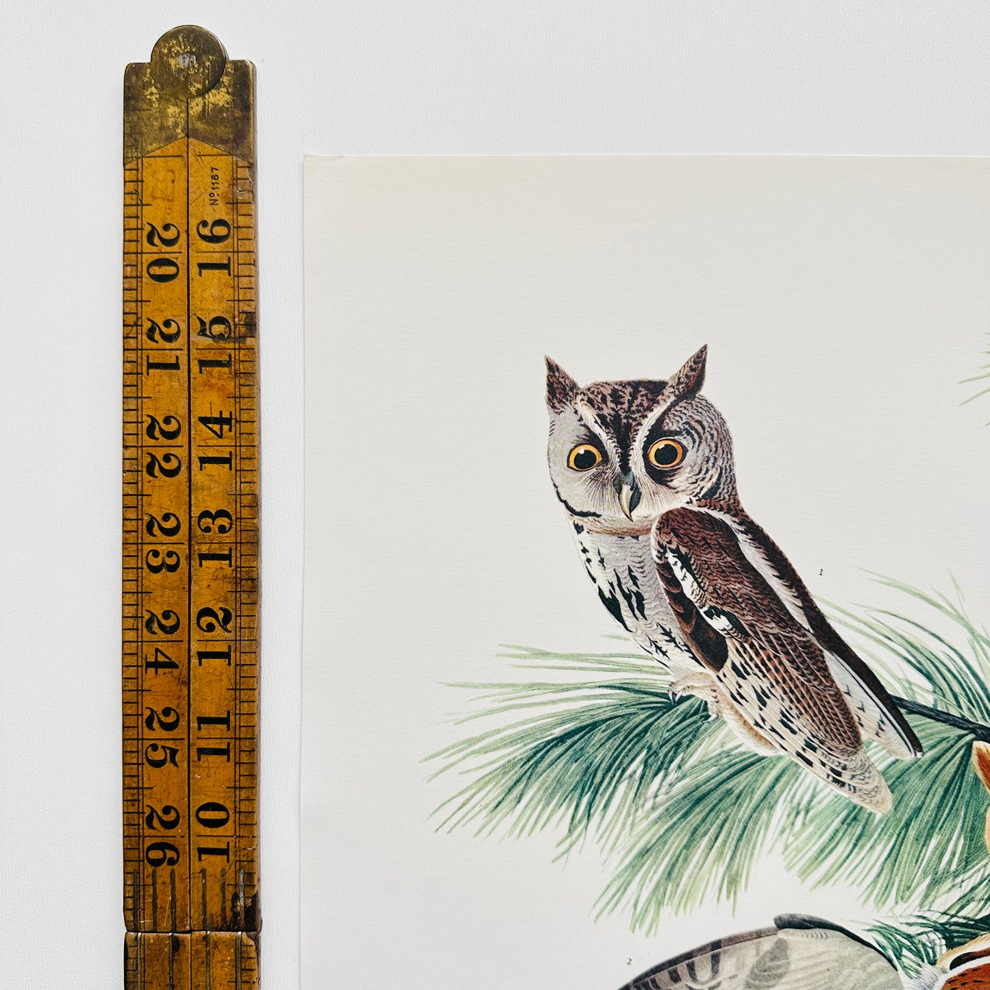 1950s - 1960s Mid-Century Audubon 17 by 14 Original Little Screech Owl Art Print Wall Hanging