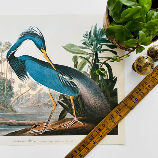 1960s Mid-Century Audubon Folio 17 by 14 Original Louisiana Heron Art Print Wall Hanging