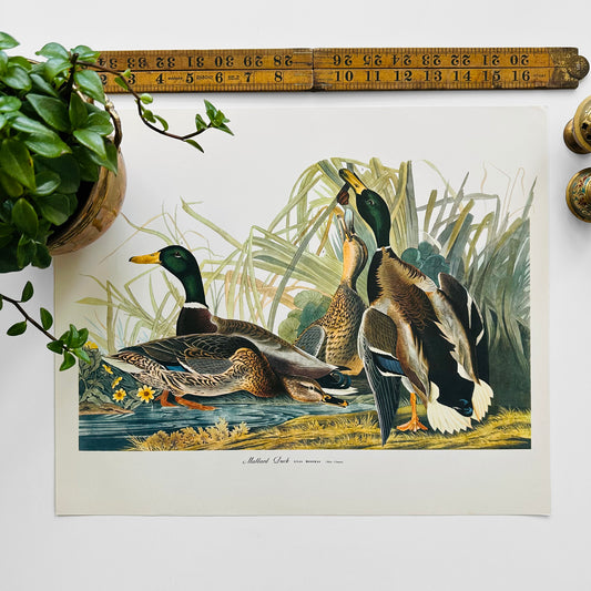 Copy of 1950s - 1960s Mid-Century Audubon 17 by 14 Original Mallard Duck Art Print Wall Hanging