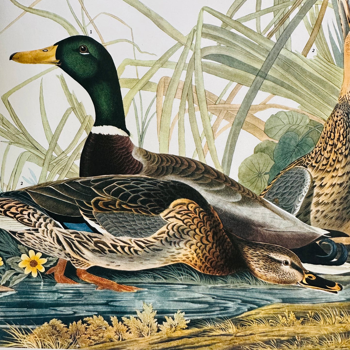 Copy of 1950s - 1960s Mid-Century Audubon 17 by 14 Original Mallard Duck Art Print Wall Hanging