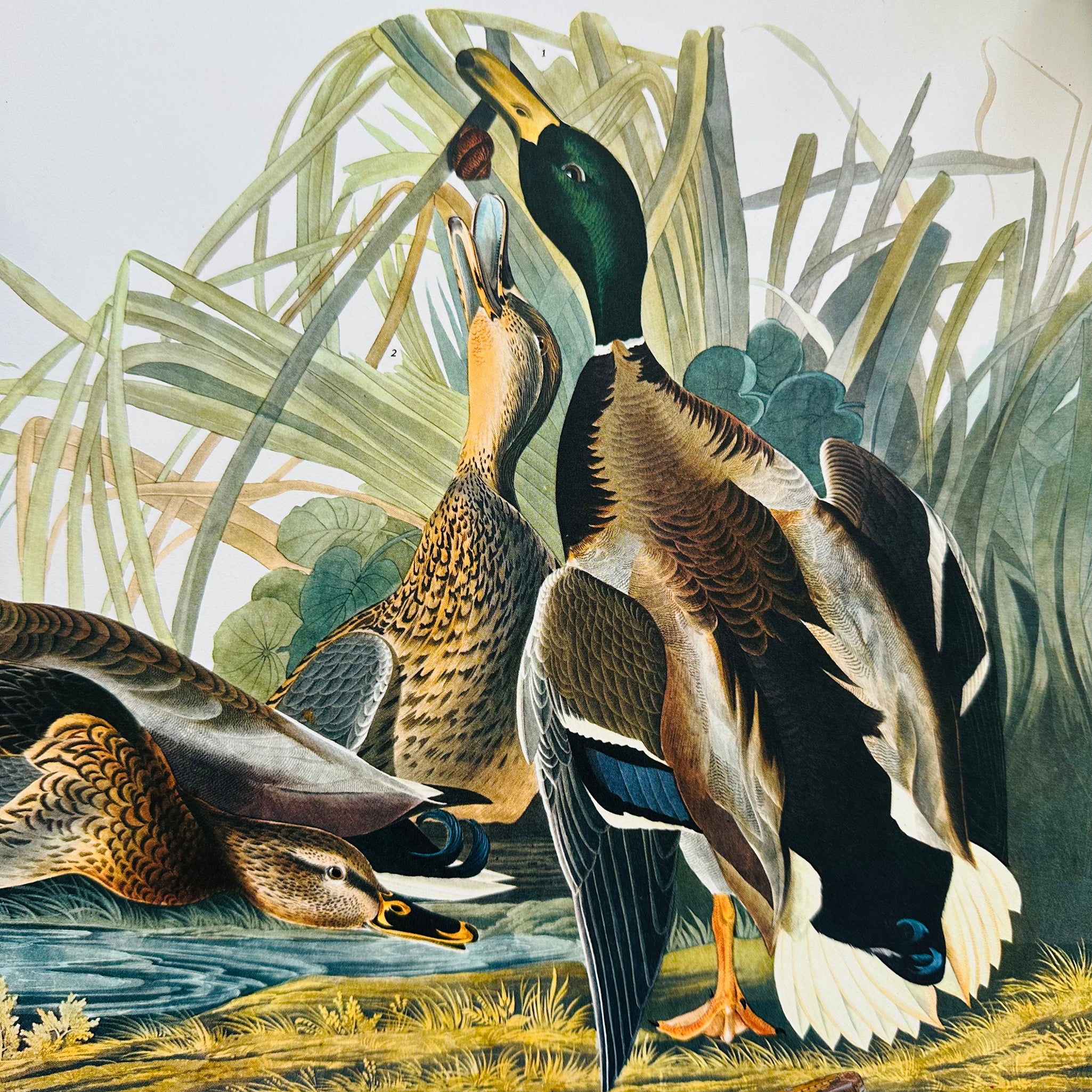 1950s - 1960s Mid-Century Audubon 17 by 14 Original Mallard Duck