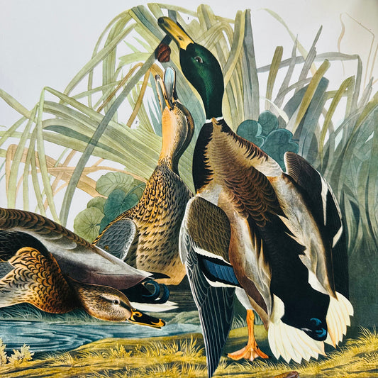 1950s - 1960s Mid-Century Audubon 17 by 14 Original Mallard Duck Art Print Wall Hanging