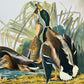 Copy of 1950s - 1960s Mid-Century Audubon 17 by 14 Original Mallard Duck Art Print Wall Hanging