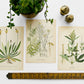 1909 Farm Weeds of Canada Floral 7 by 10 Bookplate Wall Hangings Set of Three