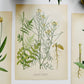 1909 Farm Weeds of Canada Floral 7 by 10 Bookplate Wall Hangings Set of Three