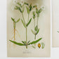 1909 Farm Weeds of Canada Floral 7 by 10 Bookplate Wall Hangings Set of Three