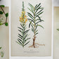 1909 Farm Weeds of Canada Floral 7 by 10 Bookplate Wall Hangings Set of Three