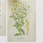 1909 Farm Weeds of Canada Floral 7 by 10 Bookplate Wall Hangings Set of Three