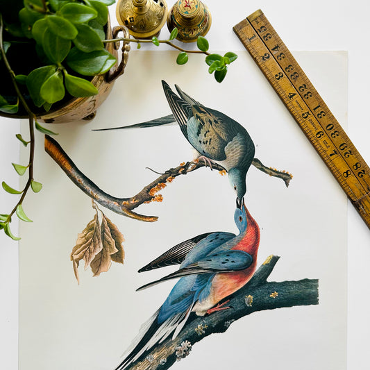 1950s - 1960s Mid-Century Audubon 17 by 14 Original Passenger Pigeon Art Print Wall Hanging