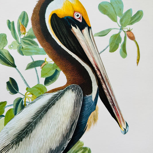 1950s - 1960s Mid-Century Audubon 17 by 14 Original Brown Pelican Art Print Wall Hanging