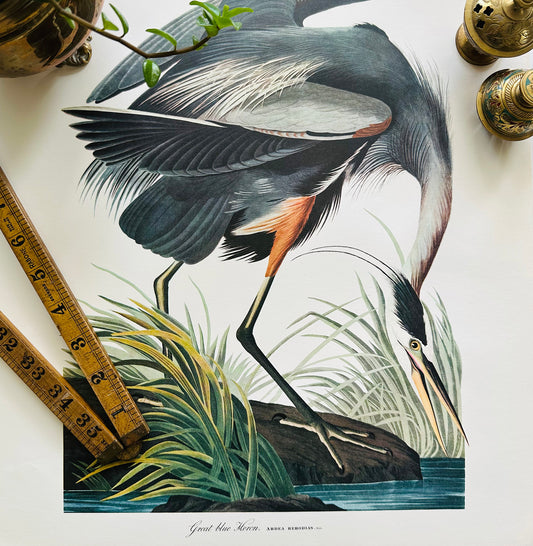 1950s - 1960s Mid-Century Audubon 17 by 14 Original Great Blue Heron Art Print Wall Hanging