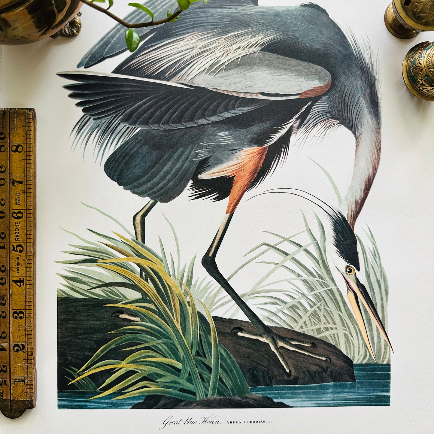 1950s - 1960s Mid-Century Audubon 17 by 14 Original Great Blue Heron Art Print Wall Hanging