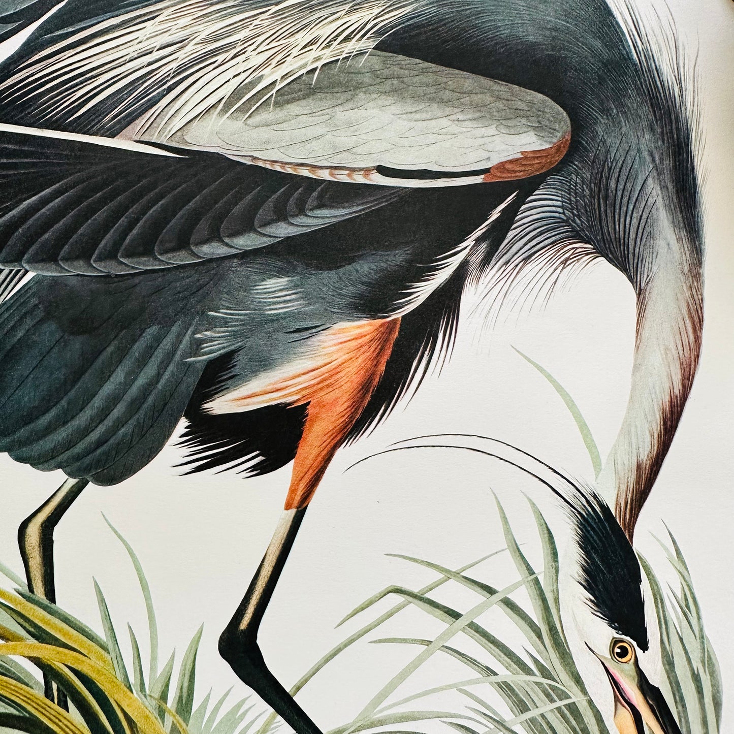 1950s - 1960s Mid-Century Audubon 17 by 14 Original Great Blue Heron Art Print Wall Hanging