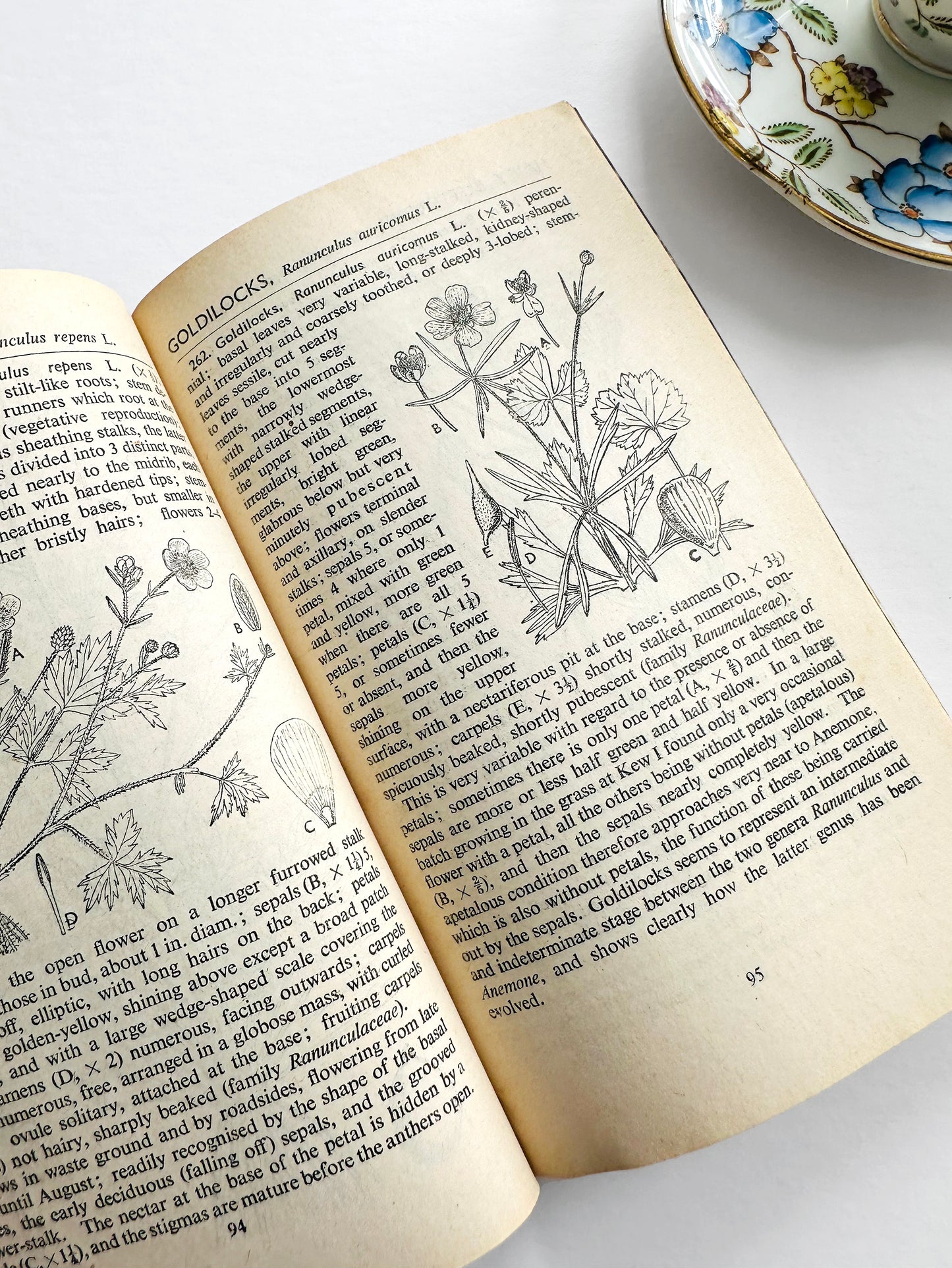 Vintage 1950s Mid-Century More Common Wild Flowers Illustrated Reference Book