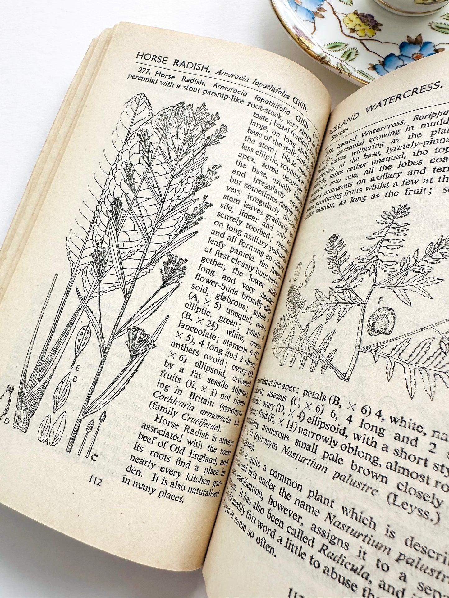 Vintage 1950s Mid-Century More Common Wild Flowers Illustrated Reference Book